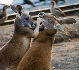 Two Kangaroos play fighting, locked in an embrace at sunset.
