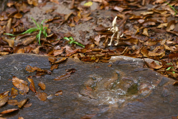 Dinosaur footprint on wet rock has water inside of stamp ancient Jurassic animal with dinosaur model to compare the size