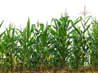maize field isolated on white background