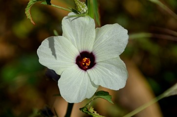 Closeup of white flower