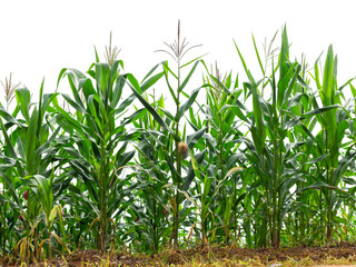 maize field isolated on white background