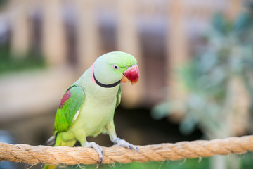 green parrots closeups 