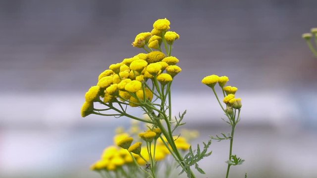 Yellow tansy flowers in slow motion in summer
