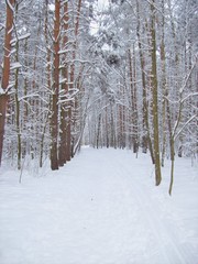 Winterlandschaft - zugeschneiter Waldweg, Wintereinbruch