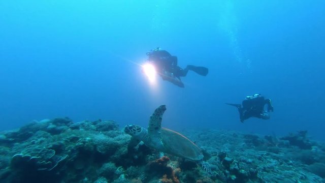 Scuba diver with camera taking photo and video of sea turtle Red Sea
