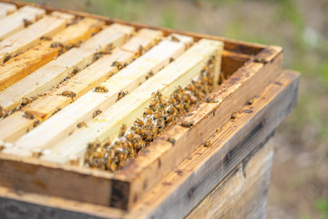 養蜂　はちみつ