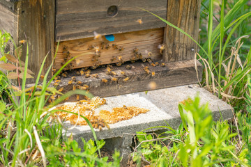 養蜂　はちみつ