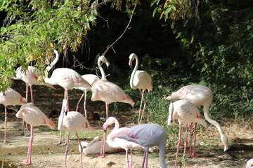 Flamants roses au zoo du Parc de la Tête d'Or à Lyon - France