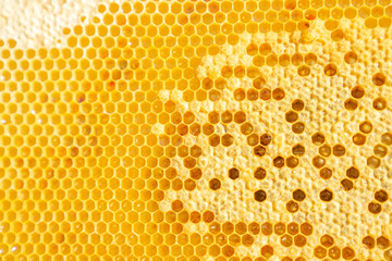 養蜂　はちみつ