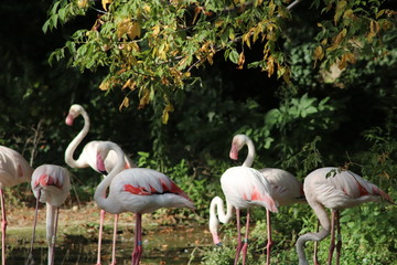 Flamants roses au zoo du Parc de la Tête d'Or à Lyon - France