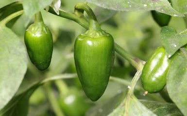 green pepper on a branch in the garden