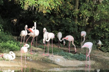 Flamants roses au zoo du Parc de la Tête d'Or à Lyon - France