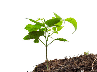 young baby plants growing in germination sequence on fertile soil isolated on white background