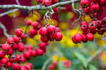 red hawthorn berries 