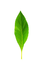 Fototapeta premium Leaves in the garden on white background.