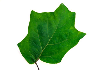 Leaves in the garden on white background.
