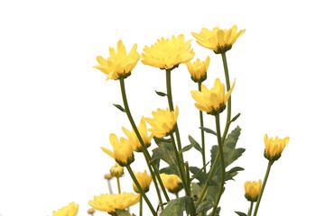 Many beautiful sweet color of chrysanthemum flower in field on white background