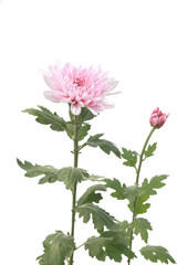 Many beautiful sweet color of chrysanthemum flower in field on white background