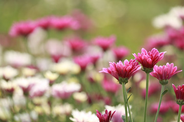 Many beautiful sweet color of chrysanthemum flower in field.