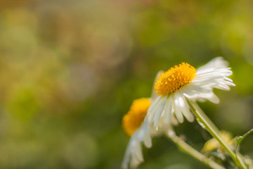 white chrysanthemums like daisies in a garden with copy space