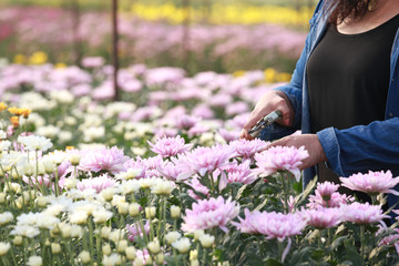 Woman working in flower farm. Female worker or owner is cutting the chrysanthemum in field with cutter