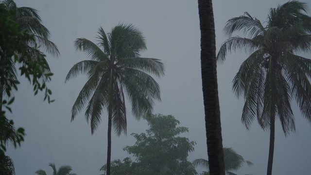 Group of tall palm trees waving in wind, tropical storm, rain in the jungle