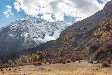 Spectacular View Nepal Manaslu
