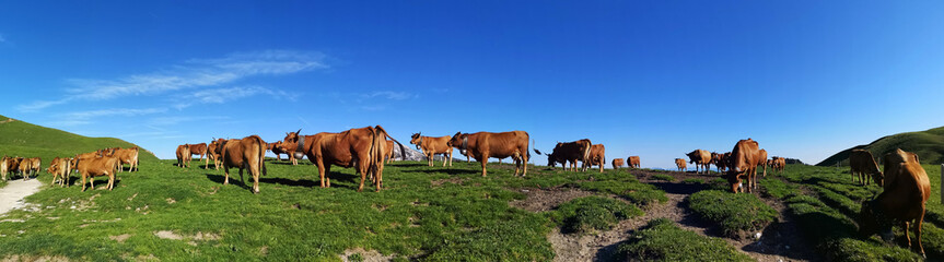 Fototapeta na wymiar Vaches à l'alpage - chartreuse