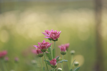Chrysanthemum flower with flare from sunshine and sweet warm bokeh from light