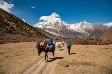 Paard van manaslu, larke la pass, Nepal