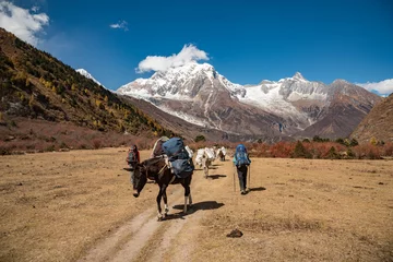 Tuinposter Manaslu Paard van manaslu, larke la pass, Nepal
