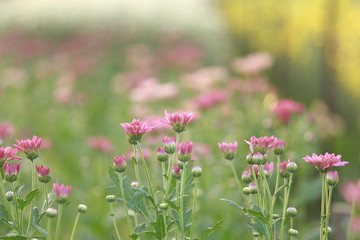 Obraz premium Chrysanthemum flower with flare from sunshine and sweet warm bokeh from light