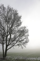 Fototapeta na wymiar Baum im Nebel mit Raureif