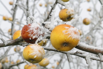 vereiste Äpfel