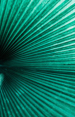 nature jungle leave dark background