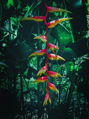 colorful flower plant in the nature dark background