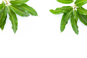 Frame made of mango leaves on white background.