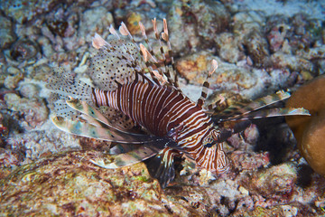 Lion fish