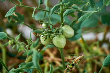 Woman hand picks ripe red tomato from the branches. Fresh cherry tomatoes growing on the vine in greenhouse. Close up angle. Grandmother's care. Organic farming concept of ecological no GMO farm food.