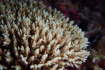 corals
