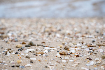 Closeup image of seashells on the beach