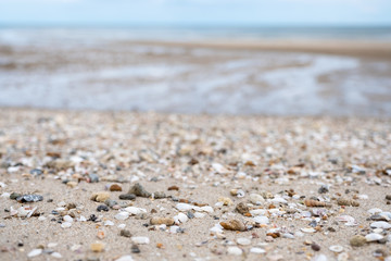 Closeup image of seashells on the beach