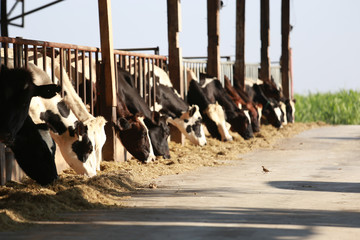 Many cows in barn or milk cow farming in country side. Cow is eating grass in dairy farm industry