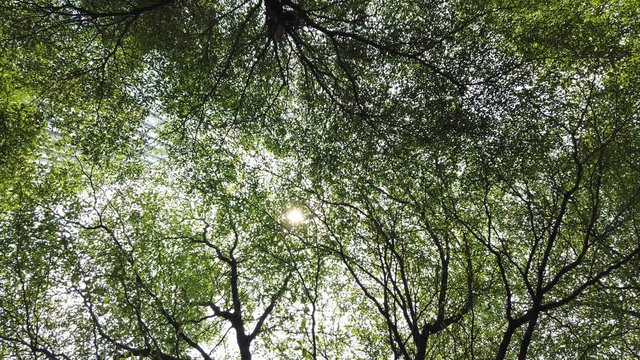 4K Low angle view wide shot of sun glimmering sunlight peeking through canopy of trees leaves in forest with lens flares. Relaxation and freshness feeling in nature summer sunny day concept.