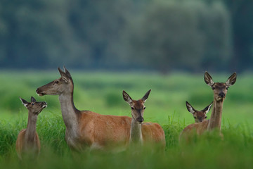 Deer rut in Kopacki rit, Croatia