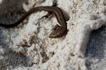 little agile lizard basking in the spring sun on the clear warm sand of the beach