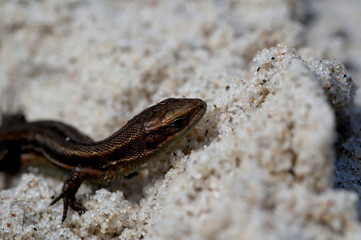 little agile lizard basking in the spring sun on the clear warm sand of the beach