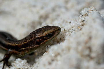 little agile lizard basking in the spring sun on the clear warm sand of the beach