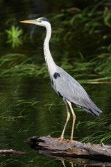 Fototapeta premium Grey heron from Kopački rit Nature park