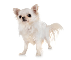 Fototapeta premium white chihuahua